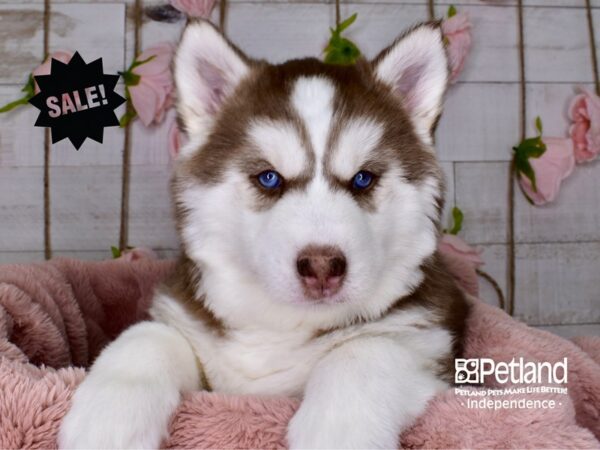 Siberian Husky-DOG-Female-Red and White-3705-Petland Independence & Lee's Summit, MO
