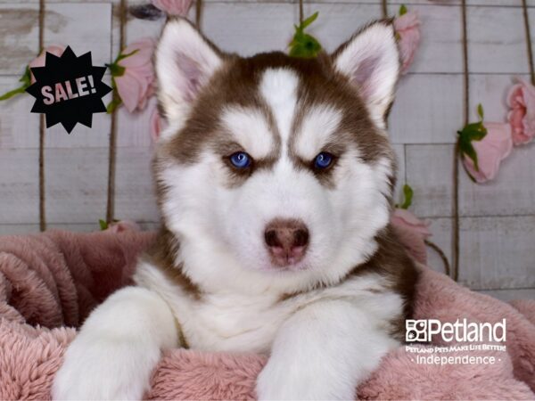 Siberian Husky-DOG-Female-Red and White-3705-Petland Independence, Missouri