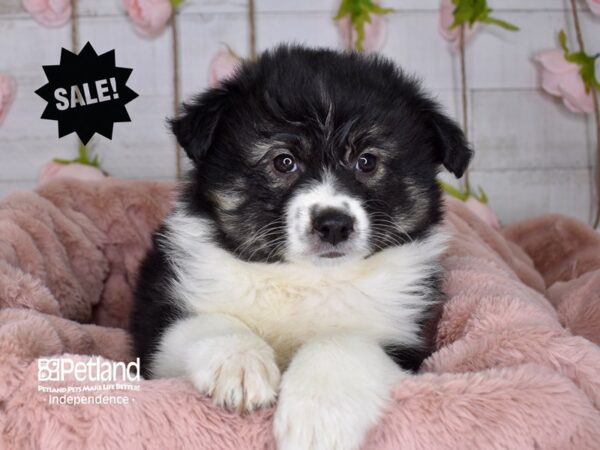 Miniature Australian Eskimo DOG Male 3657 Petland Independence, Missouri