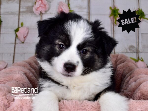 Miniature Australian Eskimo DOG Female 3658 Petland Independence, Missouri