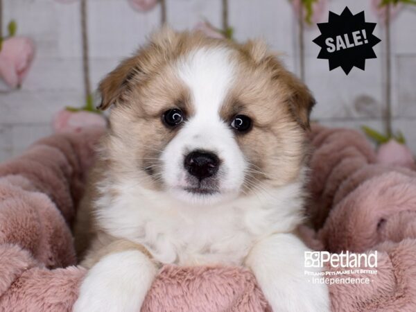 Miniature Australian Eskimo DOG Male Sable & White 3671 Petland Independence, Missouri