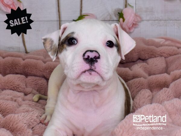 American Bulldog DOG Male White and Brindle 3710 Petland Independence, Missouri