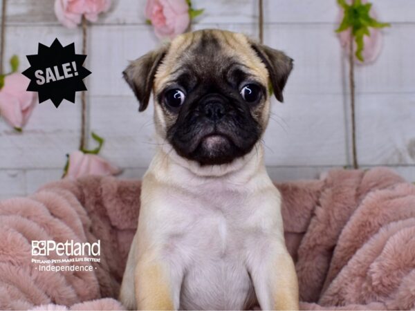 Pug-DOG-Male-Fawn Black Mask-3665-Petland Independence, Missouri