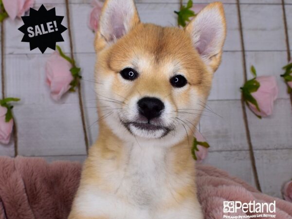 Shiba Inu-DOG-Female-Red Sesame-3604-Petland Independence & Lee's Summit, MO
