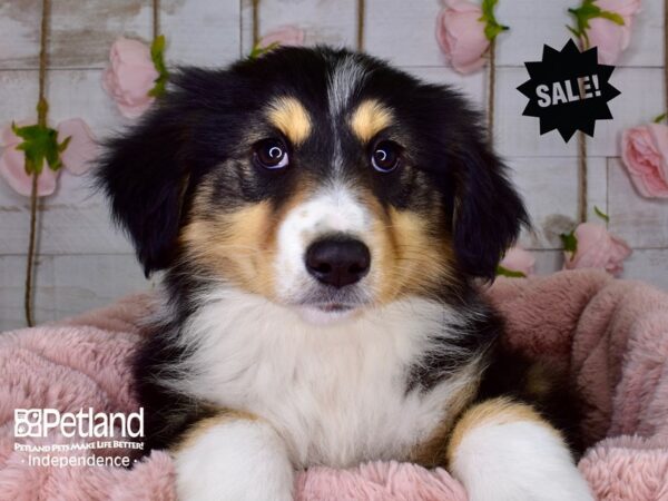 Miniature Australian Shepherd-DOG-Female-Black-3733-Petland Independence, Missouri