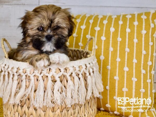 Lhasa Apso-DOG-Male-Red and Gold-3819-Petland Independence, Missouri