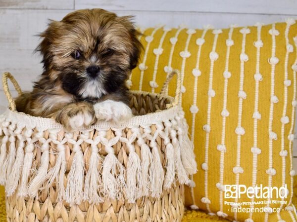 Lhasa Apso DOG Male Red and Gold 3819 Petland Independence, Missouri