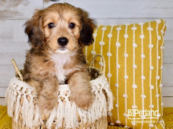 Miniature Bernadoodle DOG Male Sable & White 3814 Petland Independence, Missouri