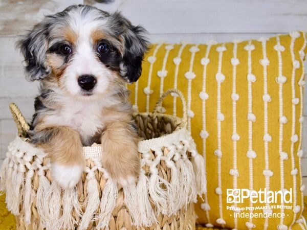 Miniature Bernadoodle-DOG-Female-Merle-3815-Petland Independence & Lee's Summit, MO
