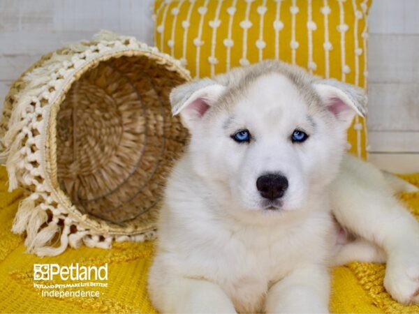 Siberian Husky DOG Male Silver 3817 Petland Independence, Missouri