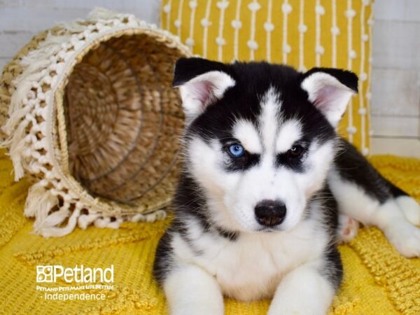 Siberian Husky DOG Female Black and White 3816 Petland Independence, Missouri