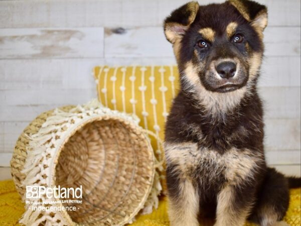 German Shepherd DOG Female Black and Tan 3813 Petland Independence, Missouri