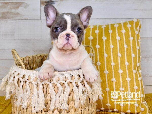 French Bulldog-DOG-Female-Blue Fawn Piebald-3833-Petland Independence & Lee's Summit, MO