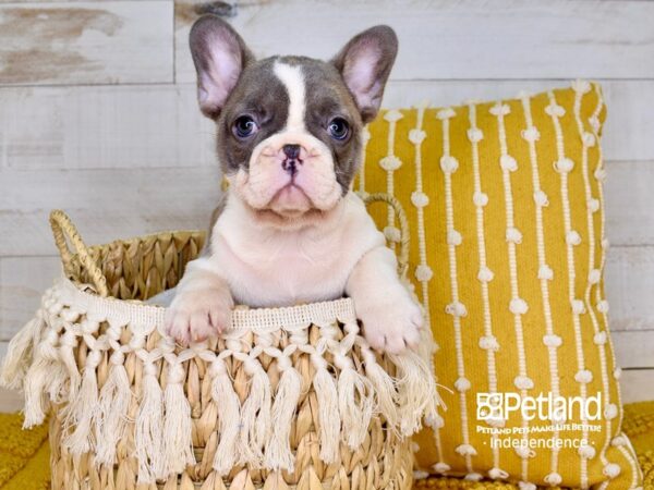 French Bulldog DOG Female Blue Fawn Piebald 3833 Petland Independence, Missouri