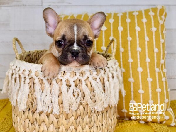 French Bulldog-DOG-Male-Red-3831-Petland Independence & Lee's Summit, MO