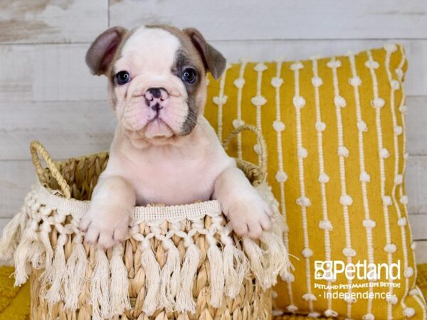 French Bulldog DOG Male Blue Fawn Piebald 3832 Petland Independence, Missouri