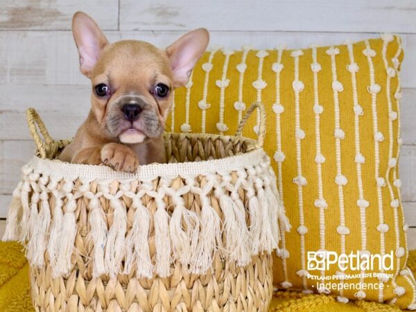 French Bulldog-DOG-Female-Blue Fawn-3834-Petland Independence & Lee's Summit, MO
