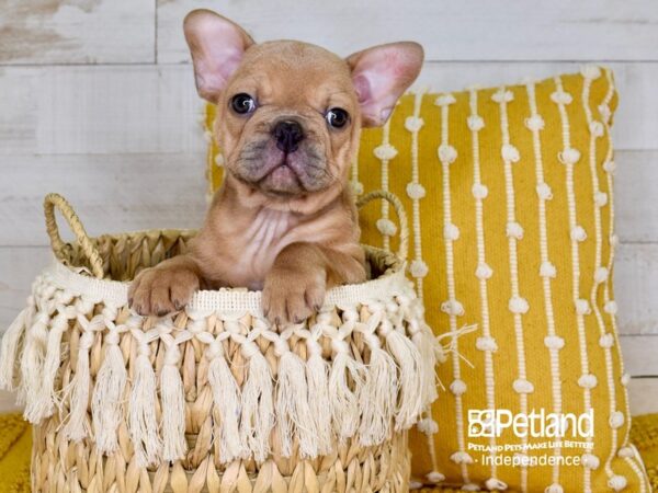 French Bulldog-DOG-Male--3820-Petland Independence & Lee's Summit, MO