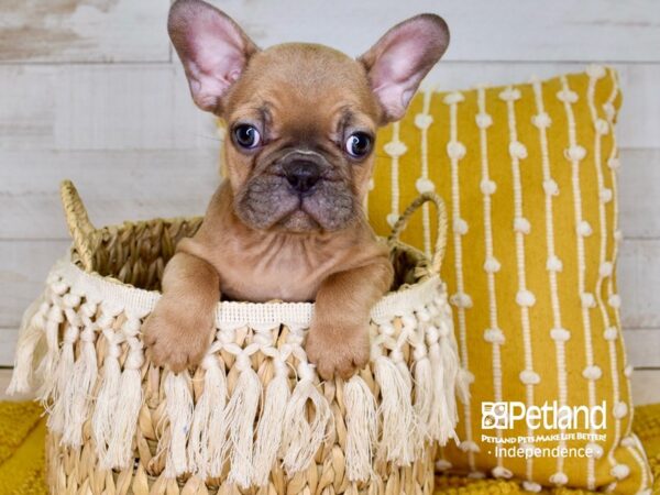 French Bulldog-DOG-Female--3821-Petland Independence & Lee's Summit, MO