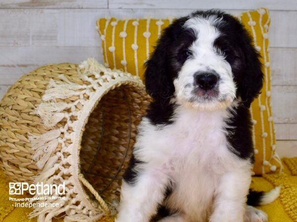 Saint BerDoodle-DOG-Female-Black and White-3830-Petland Independence, Missouri