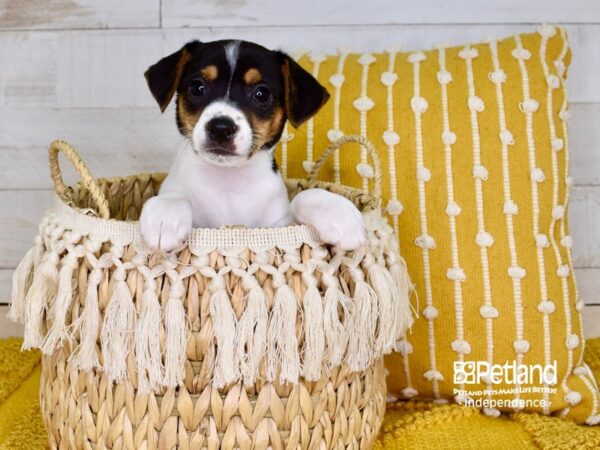 Jack Russell Terrier-DOG-Female-Tan & White-3835-Petland Independence & Lee's Summit, MO
