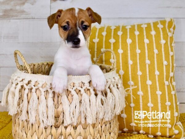 Jack Russell Terrier DOG Female Tan & White 3836 Petland Independence, Missouri