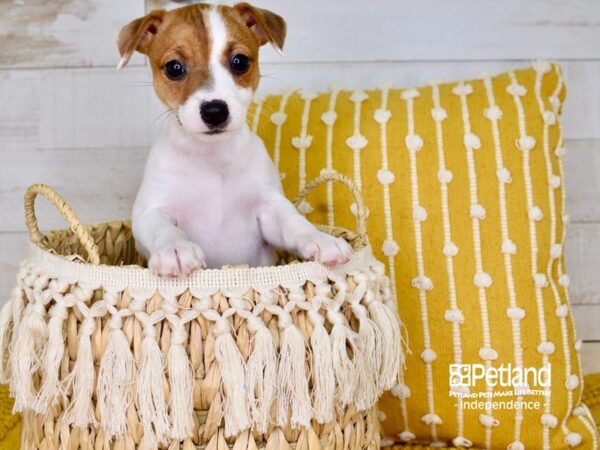 Jack Russell Terrier DOG Female Tan & White 3837 Petland Independence, Missouri