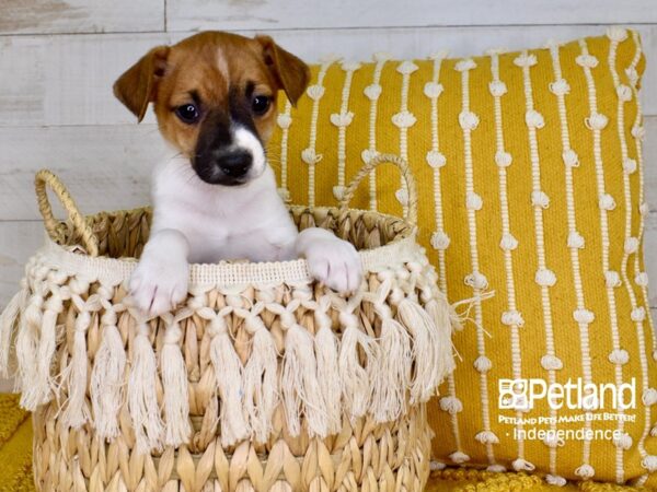 Jack Russell Terrier-DOG-Male-Tan & White-3822-Petland Independence & Lee's Summit, MO