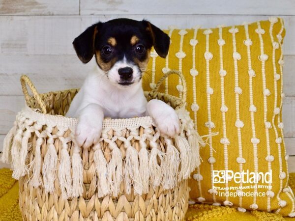 Jack Russell Terrier DOG Female Tan & White 3823 Petland Independence, Missouri