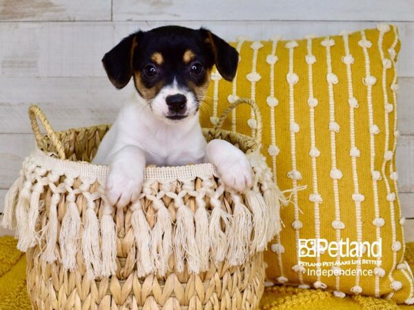 Jack Russell Terrier-DOG-Female-Tan & White-3823-Petland Independence & Lee's Summit, MO