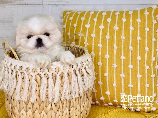 Pekingese DOG Male Biscuit 3824 Petland Independence, Missouri