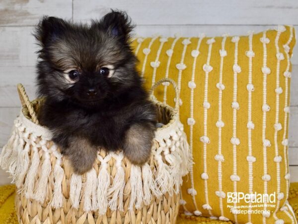 Pomeranian-PIG-Male-Wolf Sable-3826-Petland Independence, Missouri