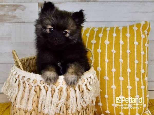 Pomeranian DOG Female Wolf Sable 3827 Petland Independence, Missouri