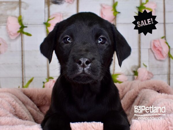 Labrador Retriever-DOG-Female-Black-3727-Petland Independence, Missouri