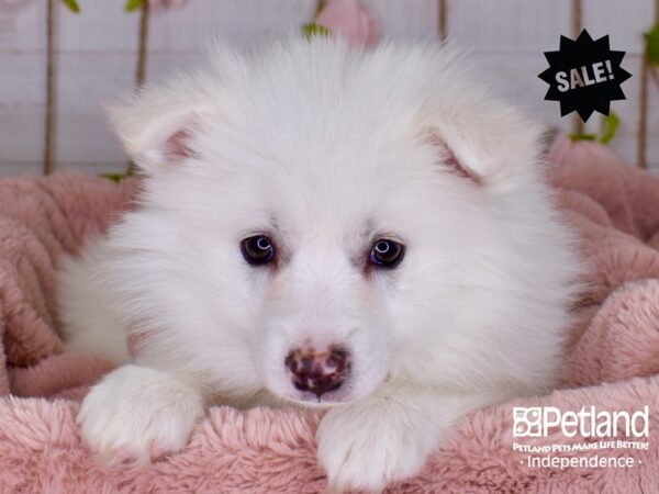 American Eskimo-DOG-Female-White-3761-Petland Independence, Missouri