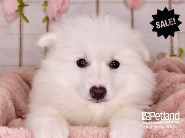 American Eskimo-DOG-Male-White-3763-Petland Independence, Missouri