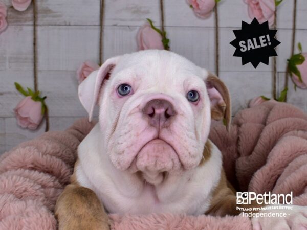 English Bulldog DOG Male 3681 Petland Independence, Missouri