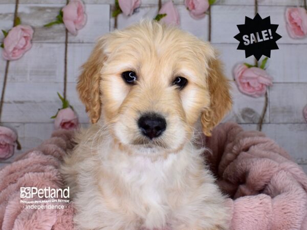 Goldendoodle-DOG-Female-Golden-3688-Petland Independence & Lee's Summit, MO