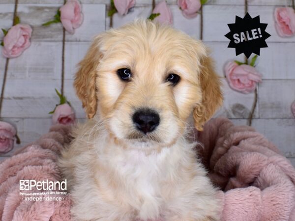 Goldendoodle DOG Female Golden 3688 Petland Independence, Missouri