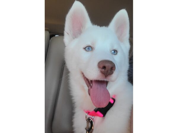 Siberian Husky-DOG-Female-White-3768-Petland Independence, Missouri