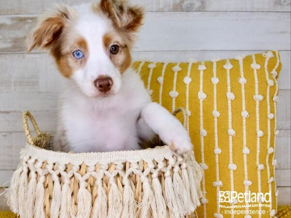 Miniature Australian Shepherd-DOG-Male-Red Merle, White Markings, Tan Points-3716-Petland Independence, Missouri