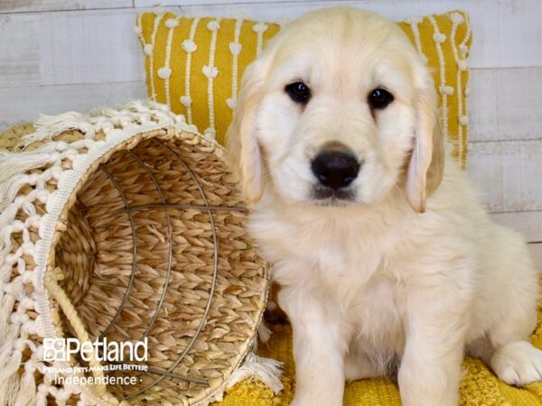 Golden Retriever-DOG-Male-Golden-3839-Petland Independence, Missouri