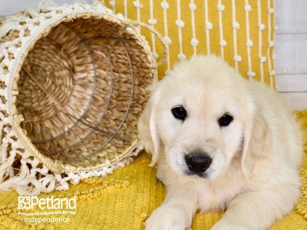 Golden Retriever DOG Female Golden 3840 Petland Independence, Missouri