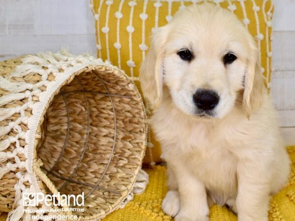 Golden Retriever DOG Male Golden 3841 Petland Independence, Missouri