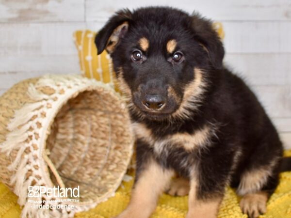 German Shepherd-DOG-Male-Black and Tan-3844-Petland Independence, Missouri
