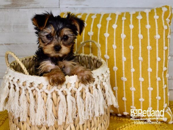 Yorkshire Terrier-DOG-Male-Black and Tan-3845-Petland Independence & Lee's Summit, MO