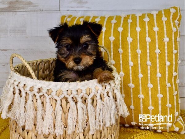 Yorkshire Terrier-DOG-Female-Black and Tan-3846-Petland Independence, Missouri