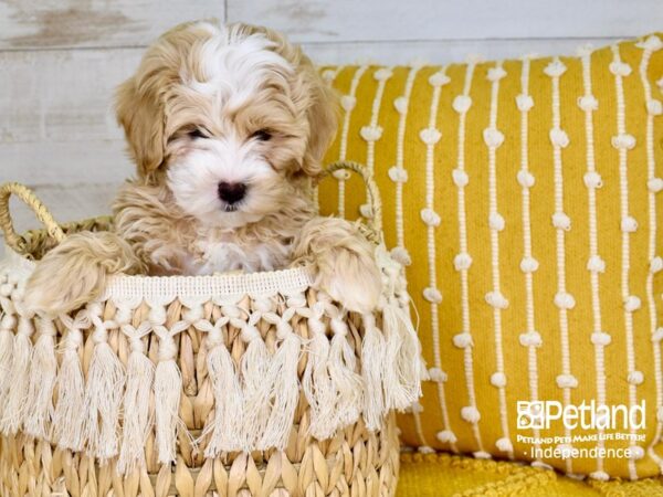 Cockapoo-DOG-Male-Buff-3842-Petland Independence & Lee's Summit, MO