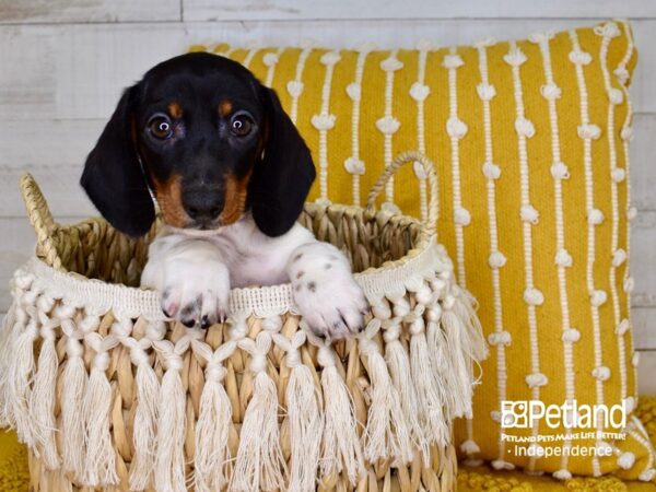 Dachshund-DOG-Female-Black and Tan-3854-Petland Independence, Missouri