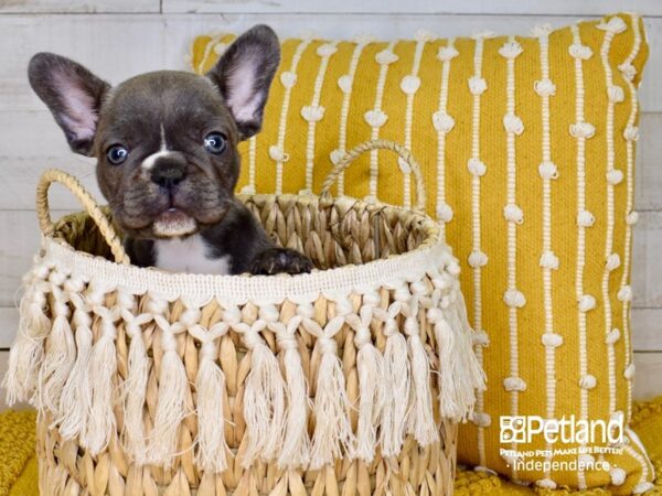 French Bulldog-DOG-Female-Blue-3848-Petland Independence & Lee's Summit, MO